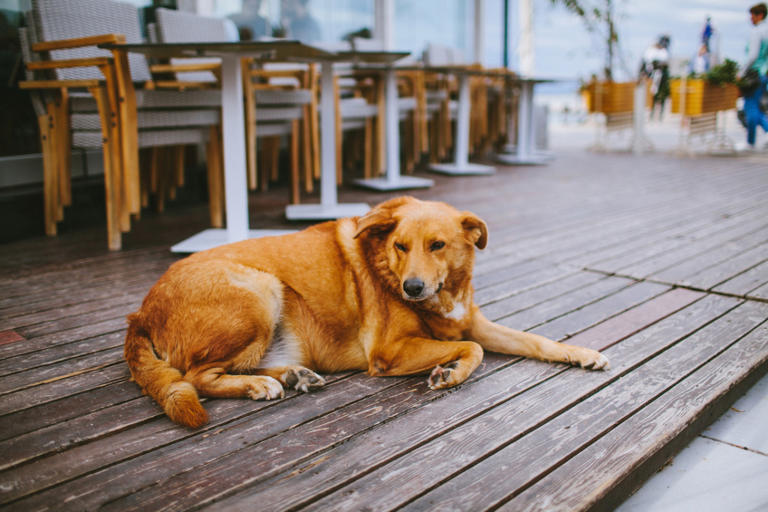 140+ Greek Dog Names With Meanings for Your Mythical Pup