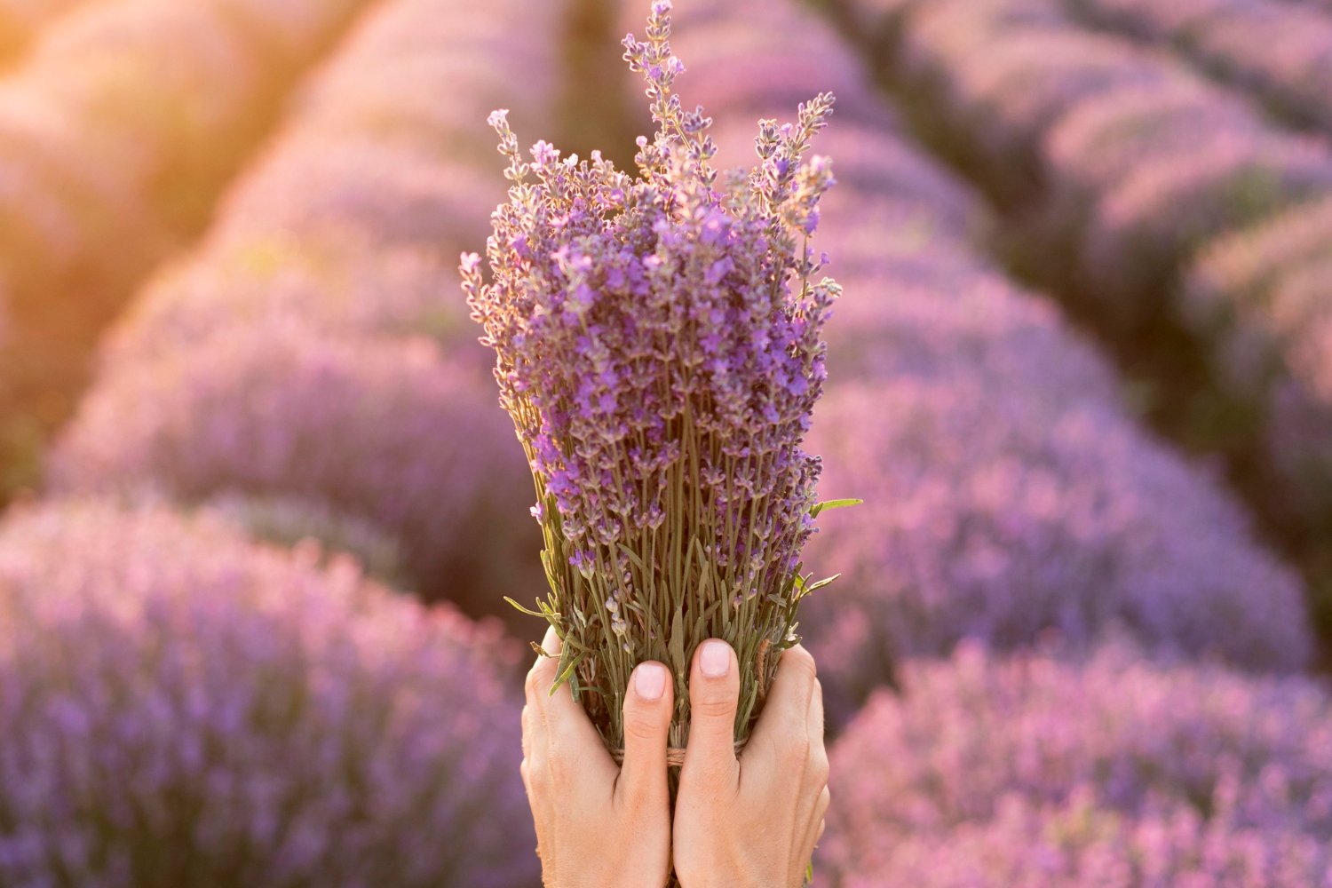 7 Tanaman Pengusir Nyamuk yang Bisa Ditanam di Rumah, Mulai Lavender hingga Catnip