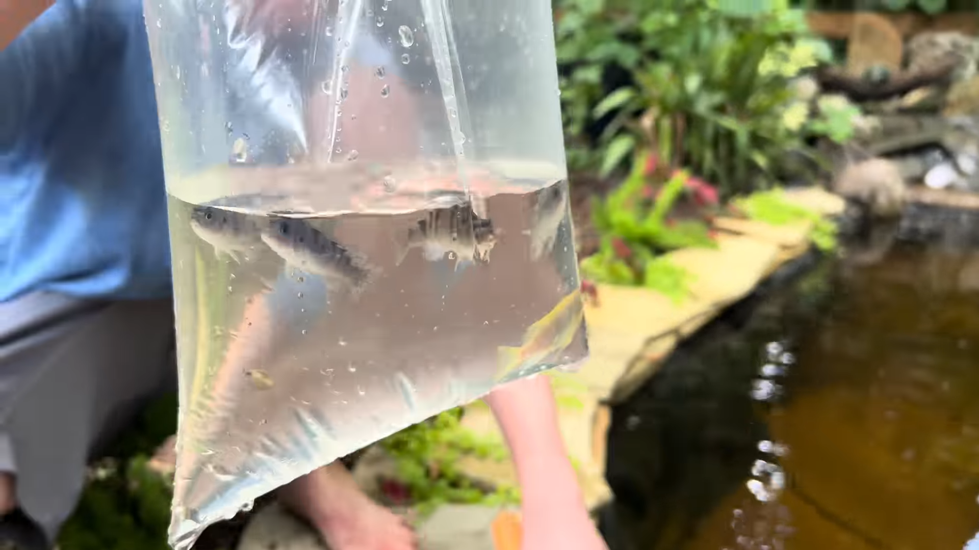 Saving Fish Left Behind In An Abandoned Pet Store