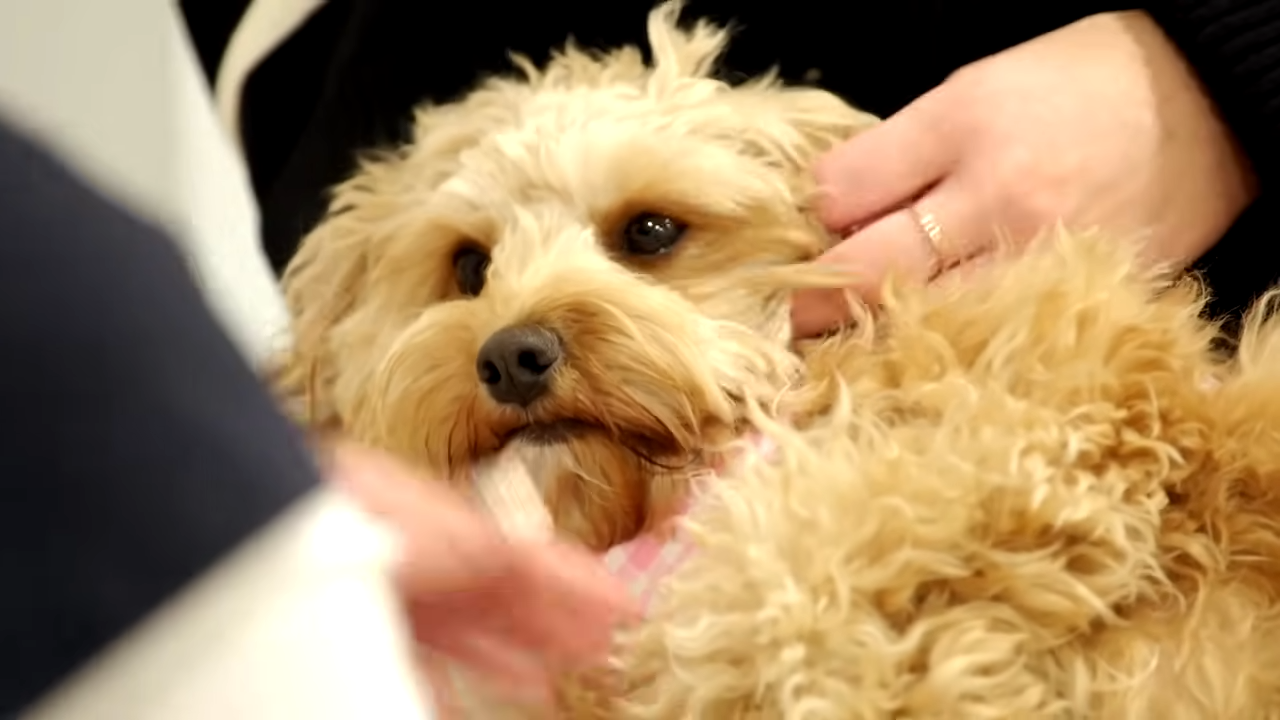 Why some puppies struggle to grow despite good care