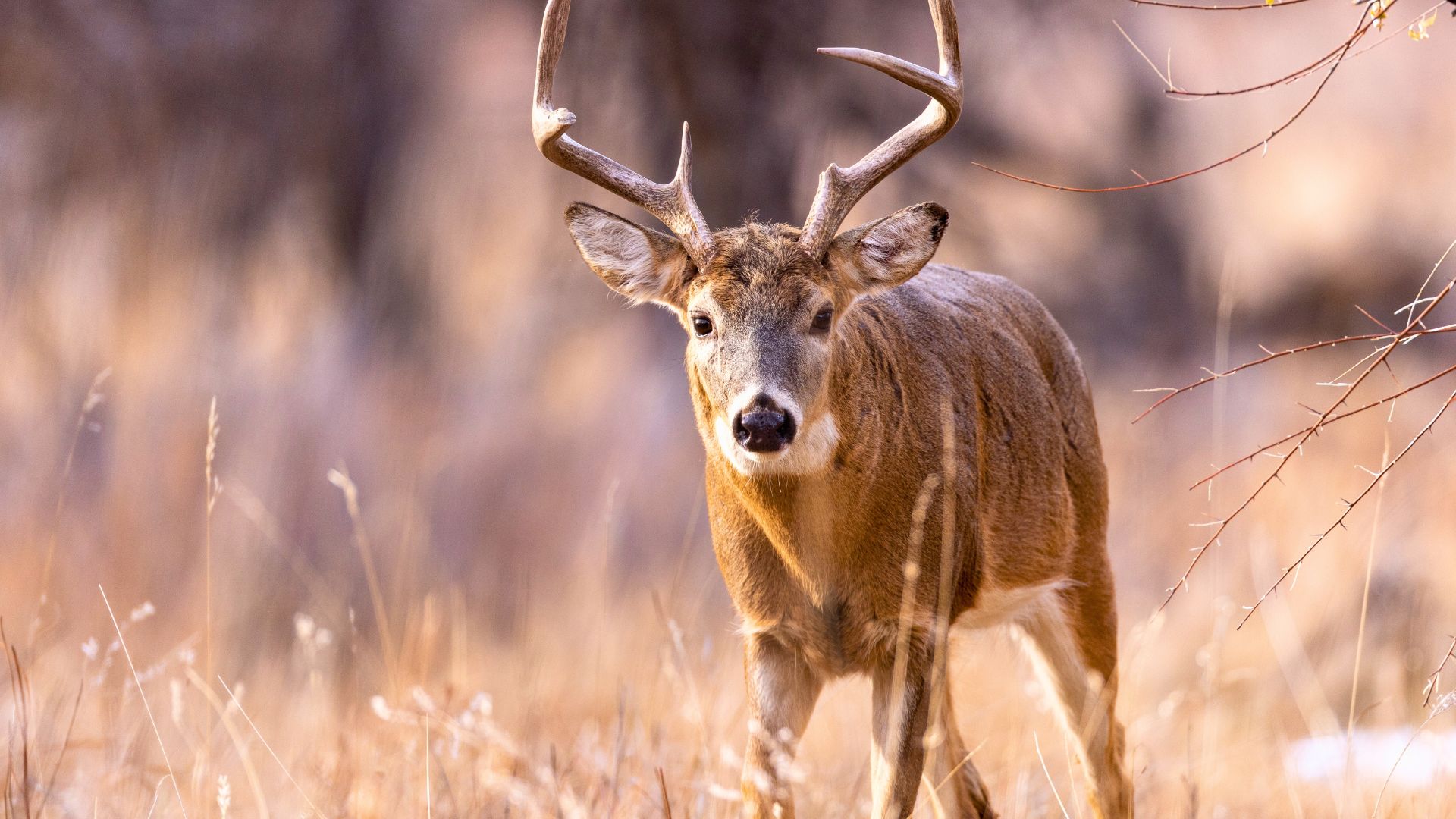 Things in the woods that tell you a buck is close