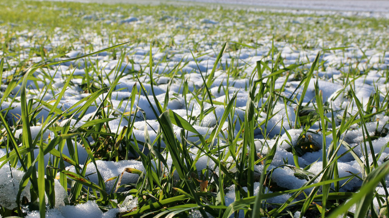 The Cover Crop That'll Thrive Even During The Freezing Winter Months