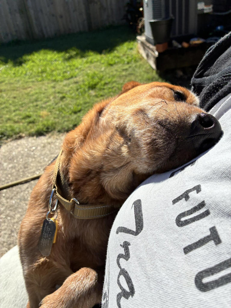 Kids Hear Whimpering In The Woods And Find A Frightened Dog Chained To Tree