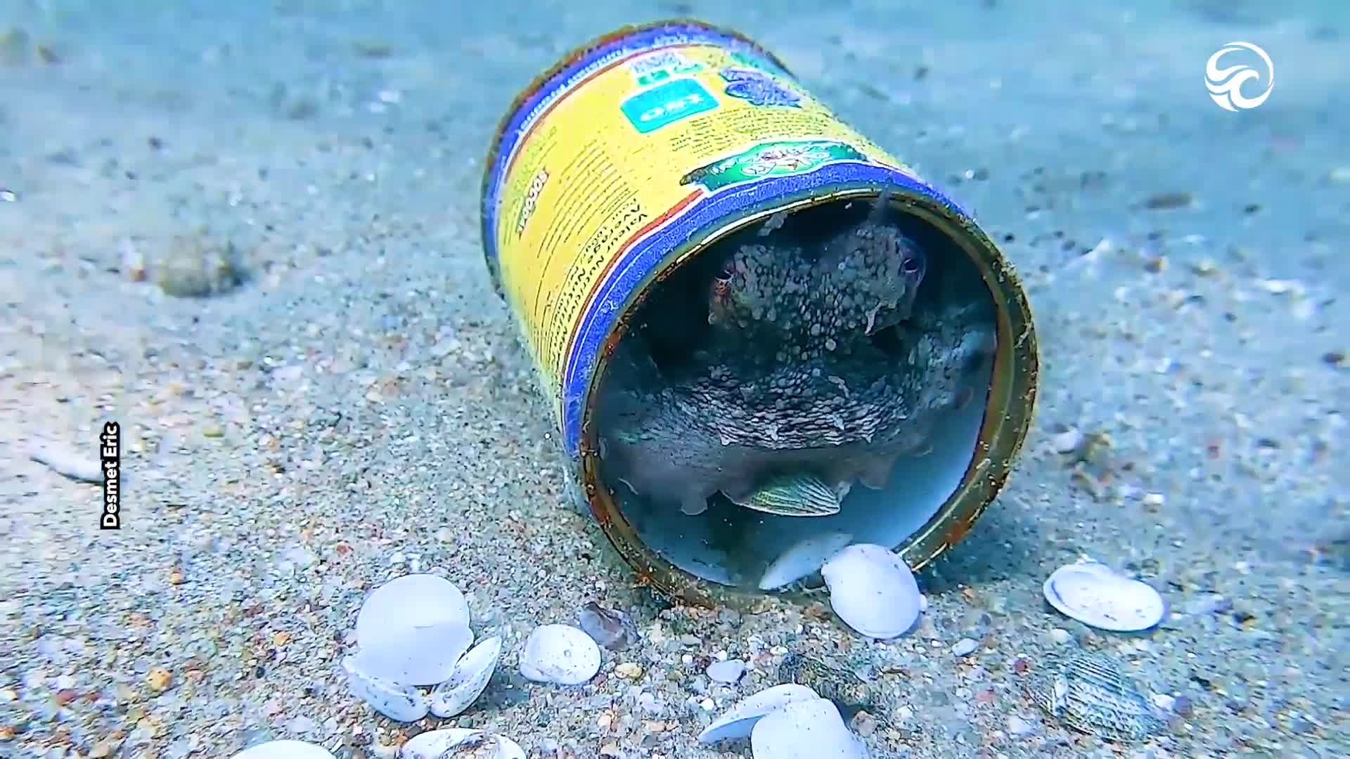 Watch where this octopus has made their home