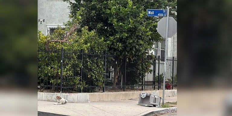 Heartbroken Dog Refuses To Leave Street Corner Where His Family Left Him