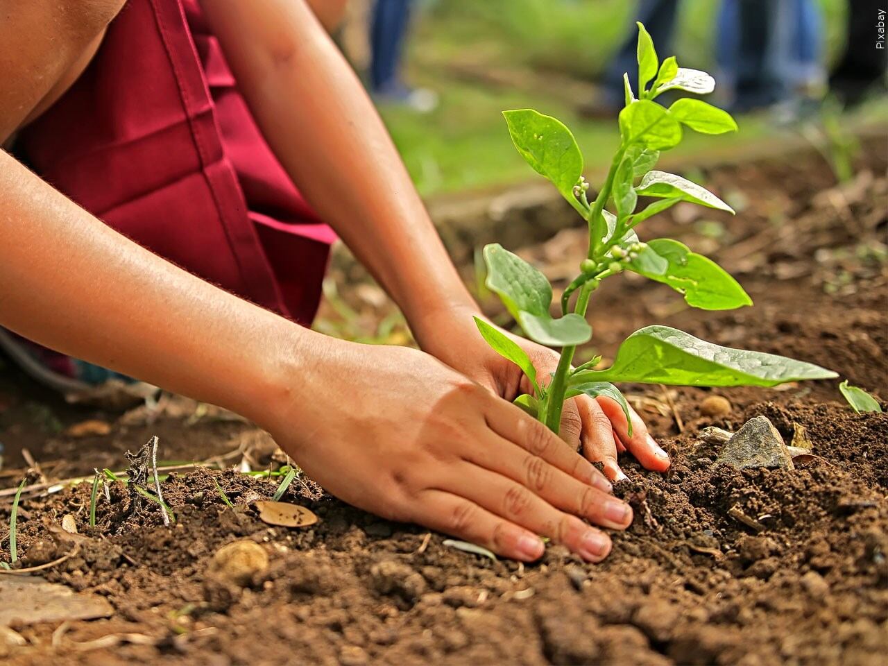 Evansville hosting community tree-planting at Tepe Park