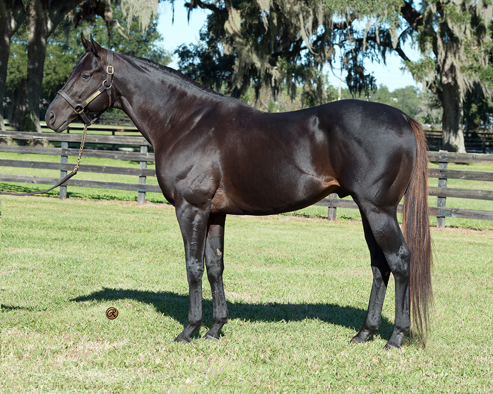 Win Win Win Leads Ocala Stud's 2026 Roster