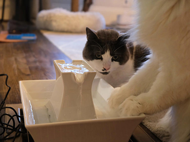 The 6 best cat water fountains, tested and reviewed