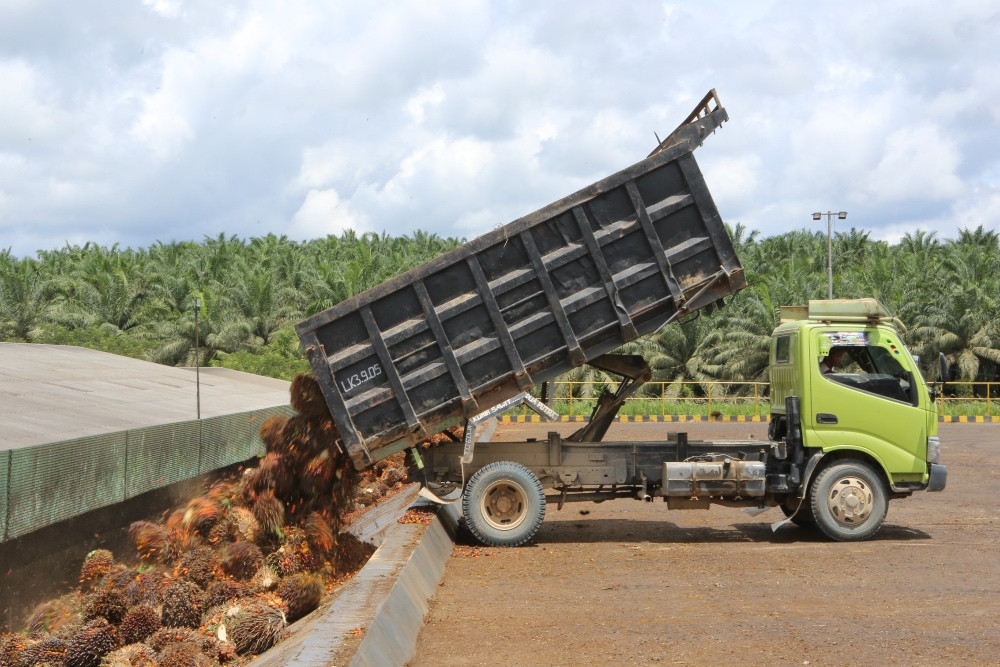 Proyeksi Dividen Sawit Menggiurkan Saat Harga CPO Melonjak