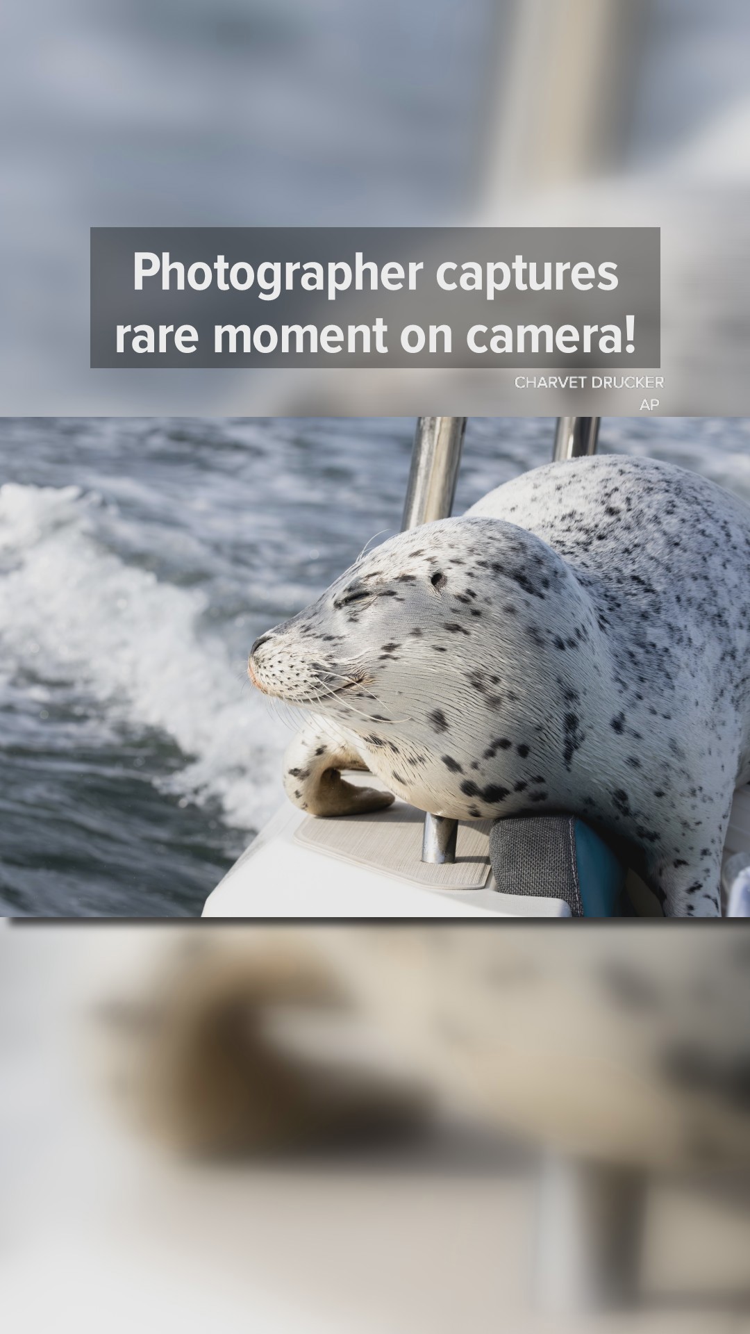 Photographer captures rare moment on camera
