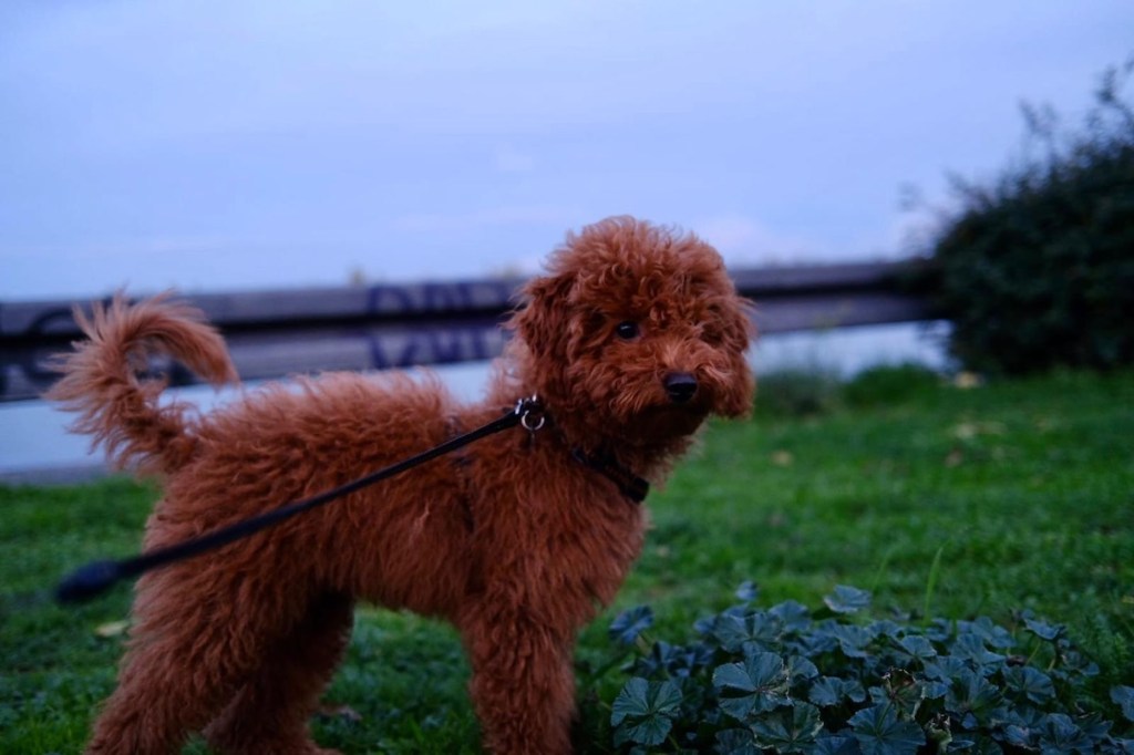 Schlager-Newcomerin Anna-Maria Zivkov freut sich über Nachwuchs – „Nacht- und Nebel-Aktion“