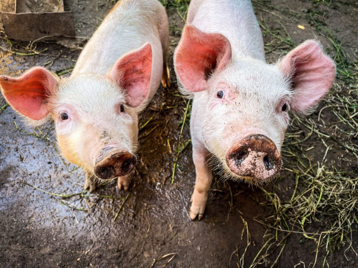 Pig Kidney Functions Normally In BrainDead Human For Record 61 Days