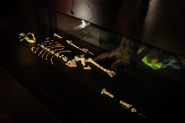 Meeting Lucy: How a World-First European Exhibition Brought Visitors ...