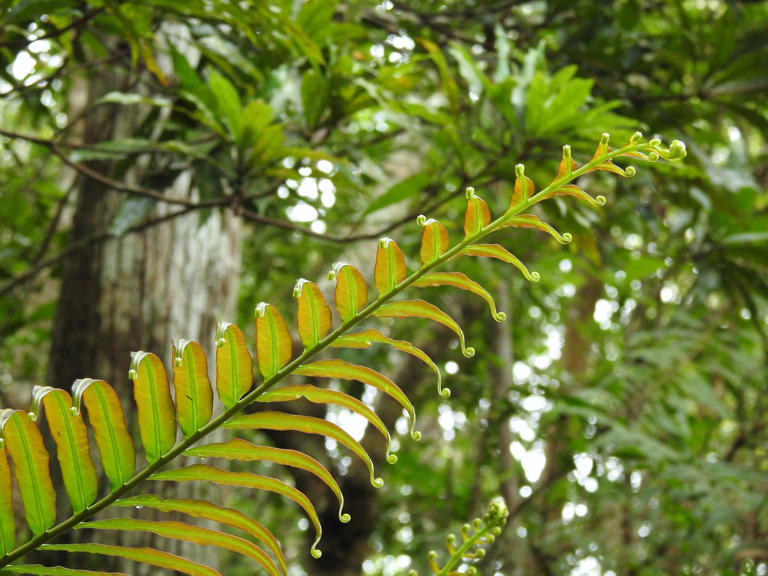 This Plant Hoards Rare Earth Elements That The World Desperately Needs