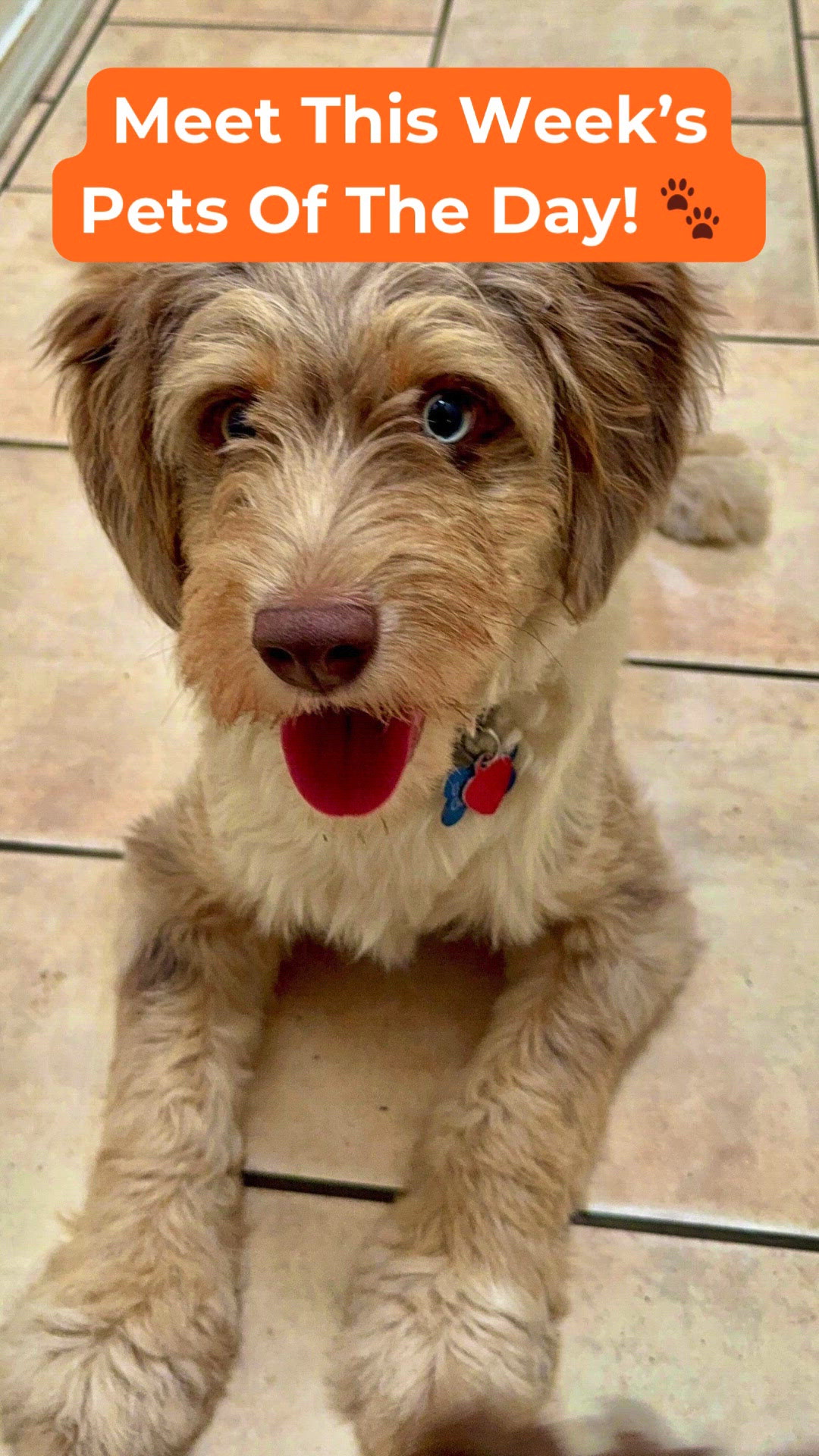 Meet this week's Pets of the Day!