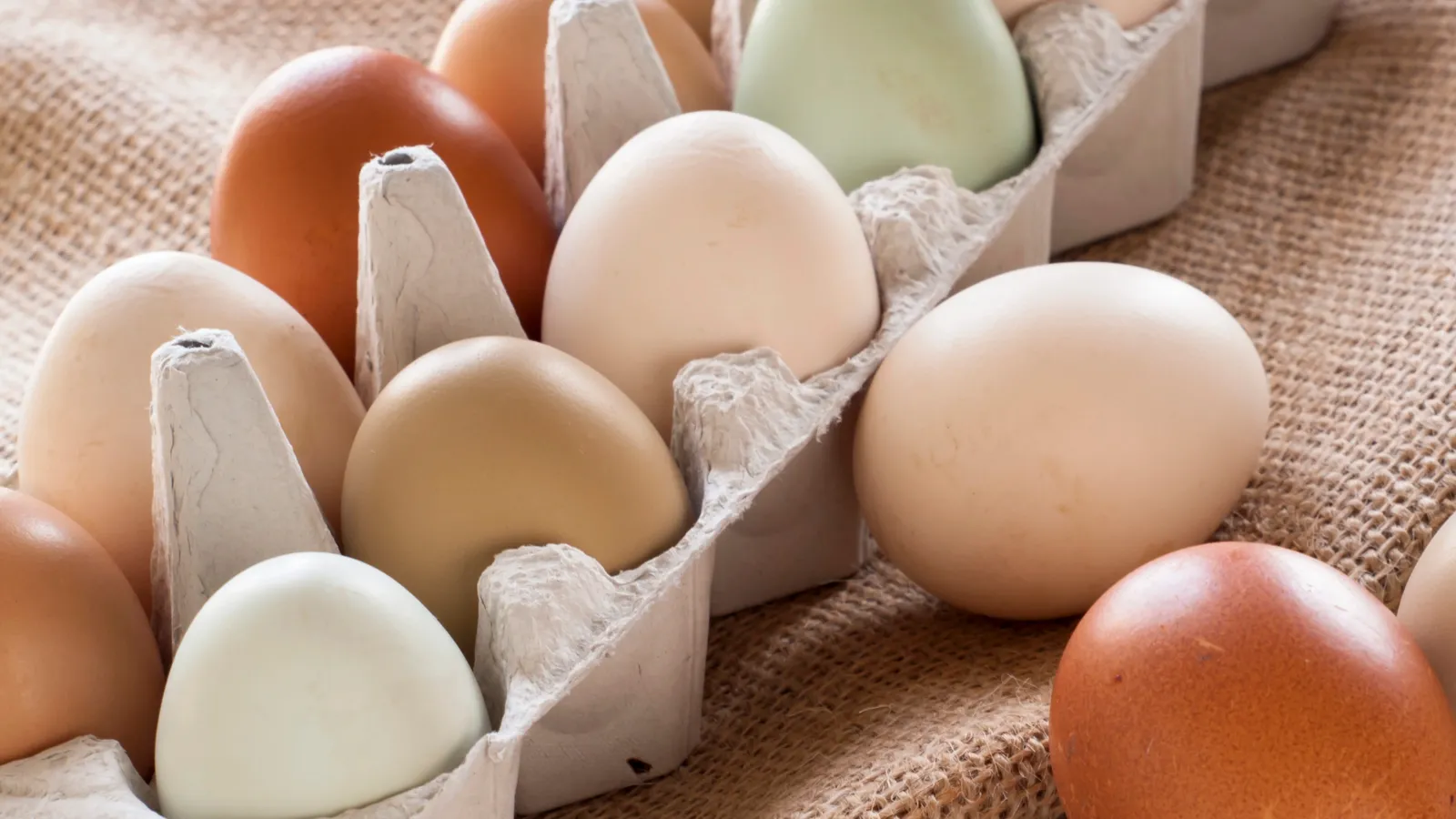 Do Australian folded eggs really live up to the hype