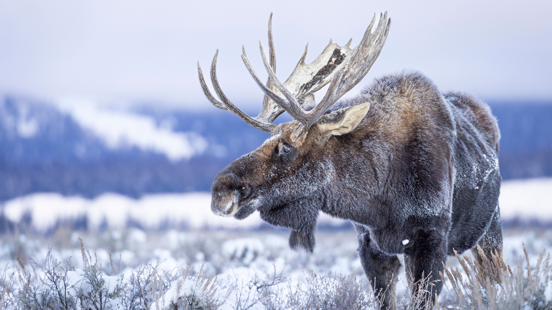 Moose Behaviors Canadians Should Know Before Winter