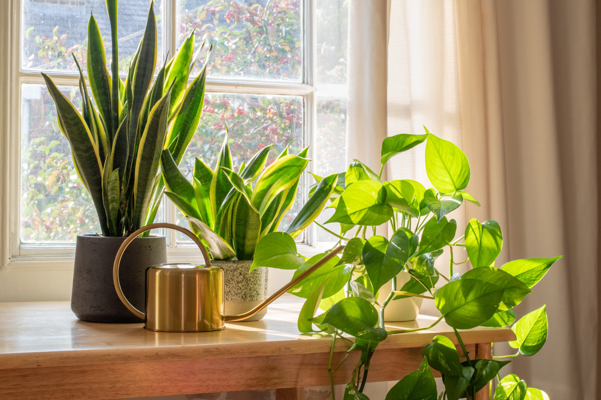 the-best-indoor-plants-for-your-apartment