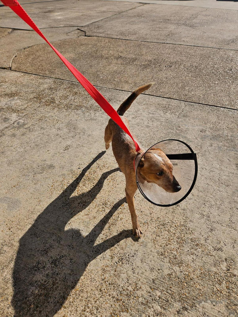 Kids Hear Whimpering In The Woods And Find A Frightened Dog Chained To Tree