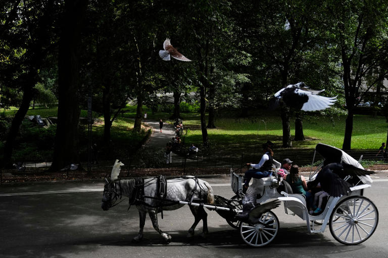 La propuesta de prohibir los carruajes de caballos en Central Park fue rechazada por un comité clave del consejo municipal de Nueva York.