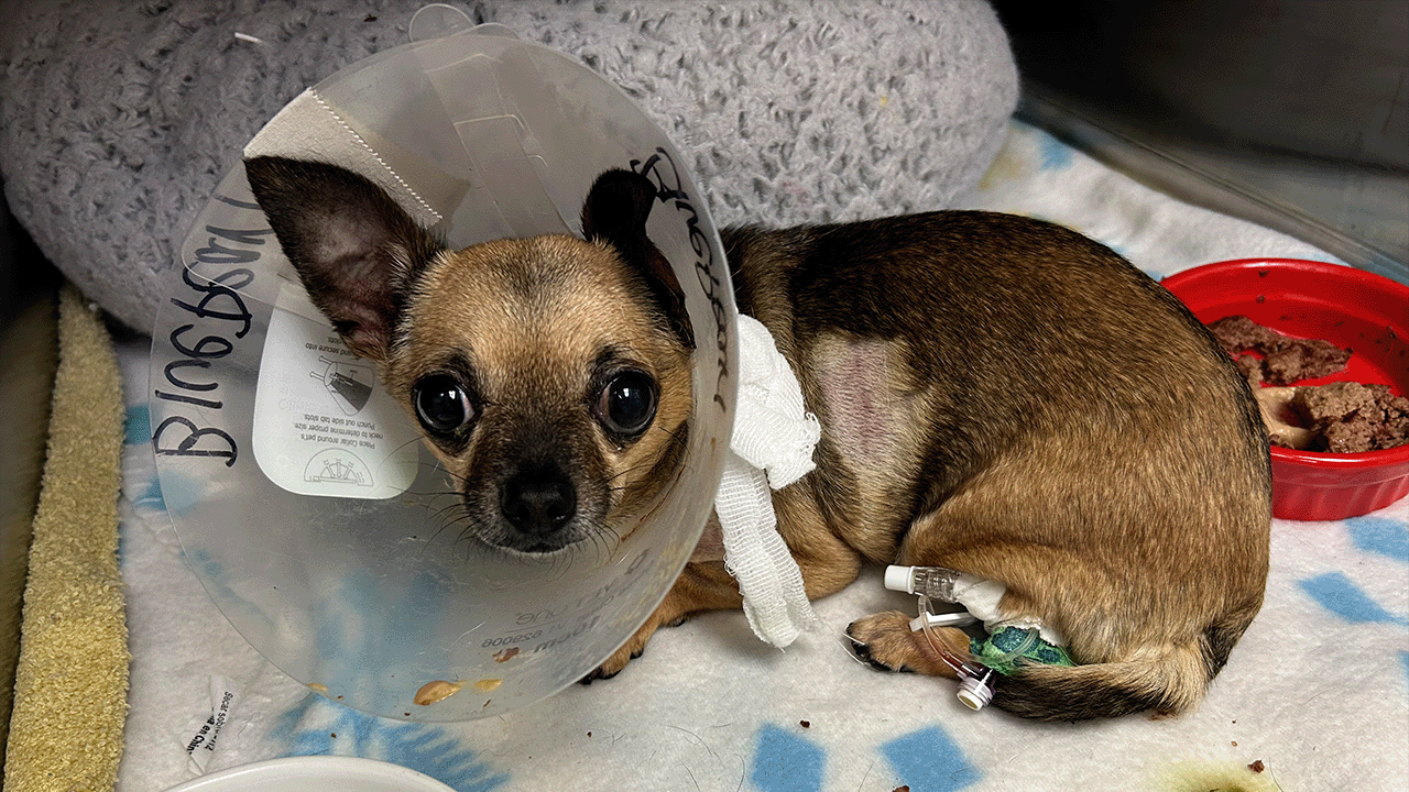 Buffalo man pleads guilty to animal cruelty charge for injuring a chihuahua