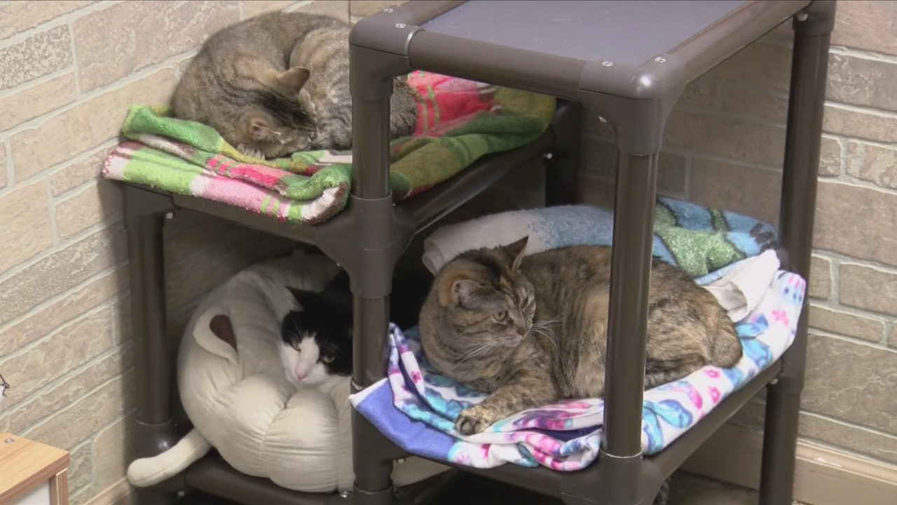 Humane Society at capacity waives some adoption fees