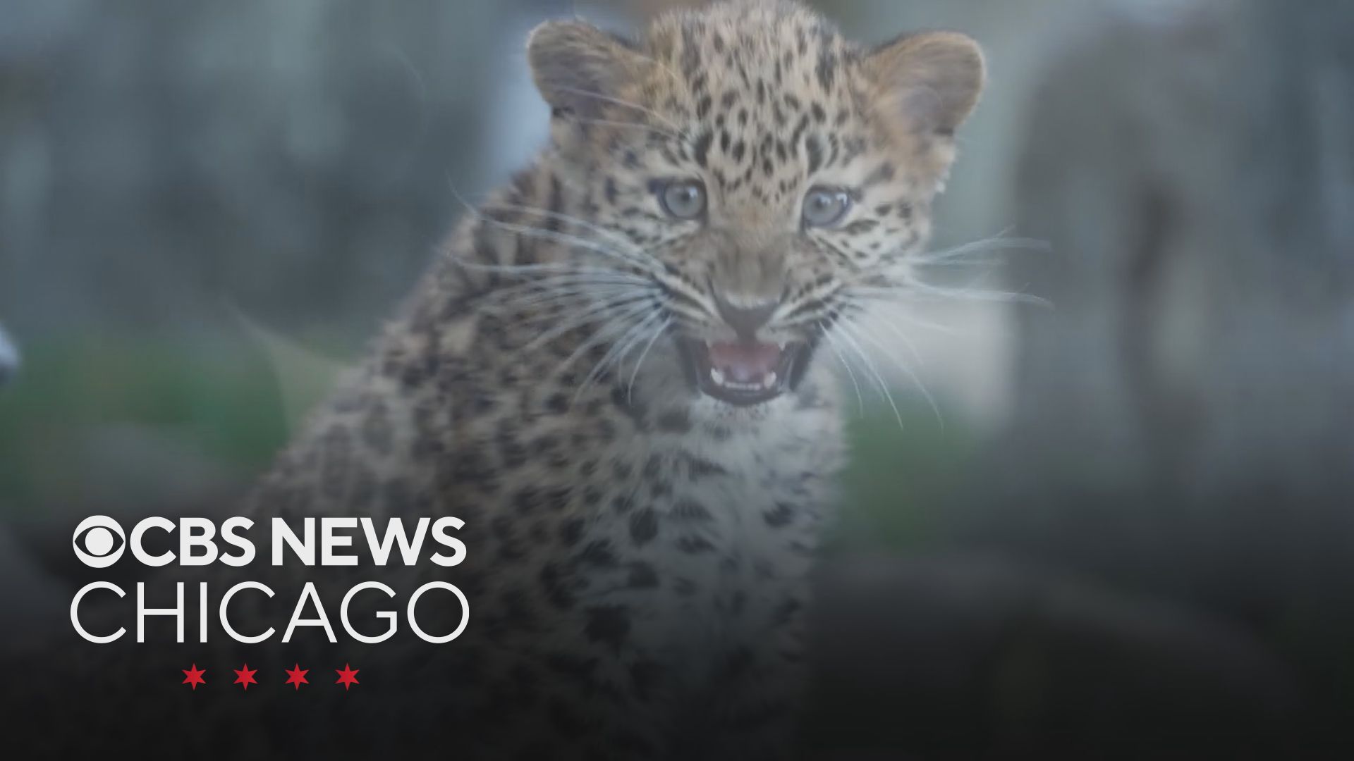 Rare Amur leopard cubs now on display at Brookfield Zoo