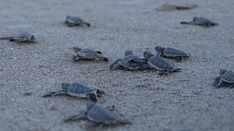 Green turtles make a monumental comeback
