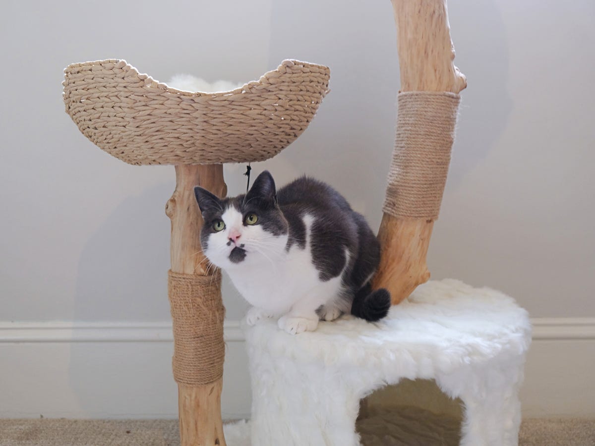 The 6 best cat trees for climbing, napping, and scratching