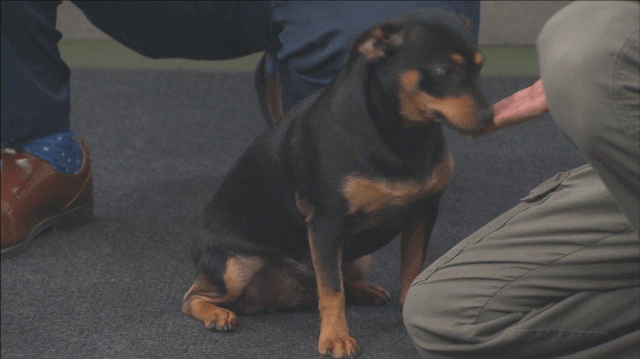 Pet of the Week: Athena