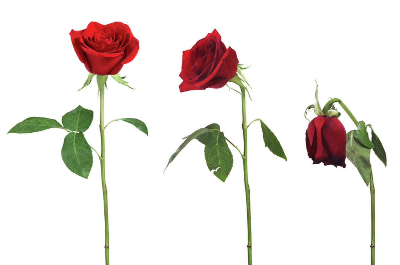 Commentary: No bed of roses for this gardener — Alexandra Paskhaver