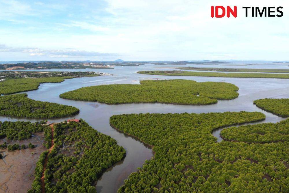 Perkuat Pasar Karbon, RI Jalin Kemitraan dengan Kongo