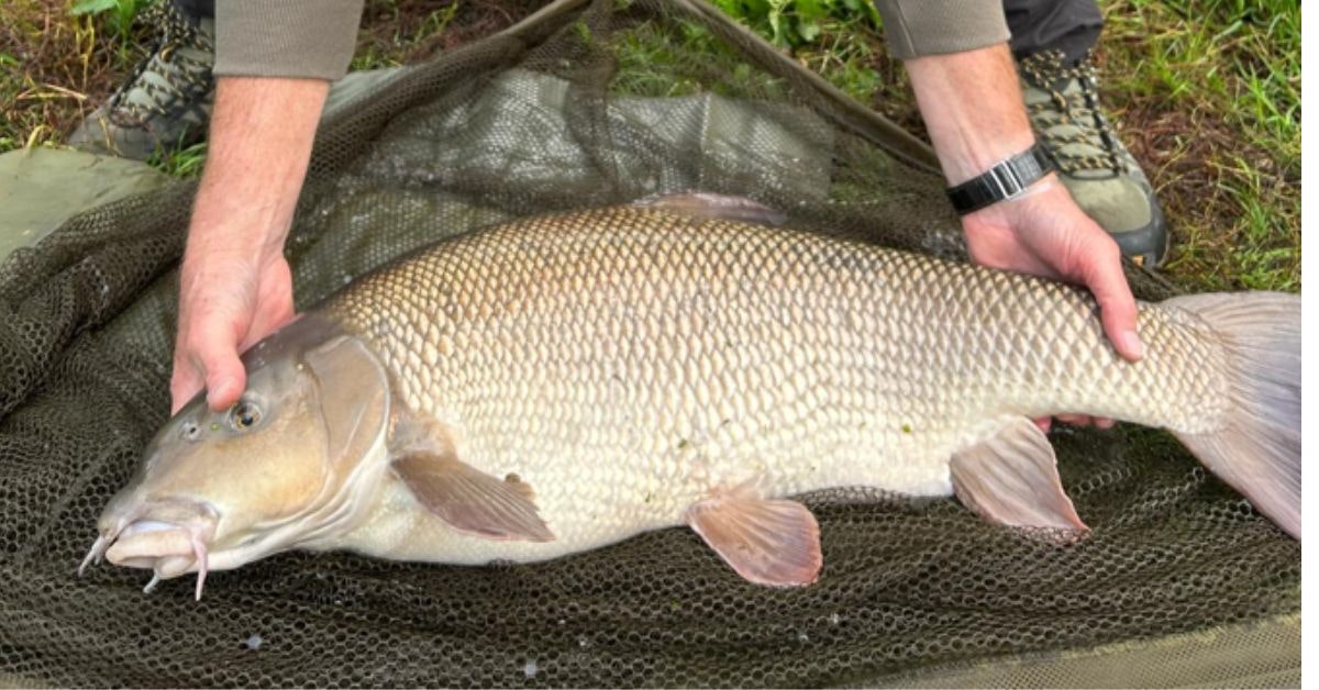 Massive 20lb barbel caught on first cast of the day