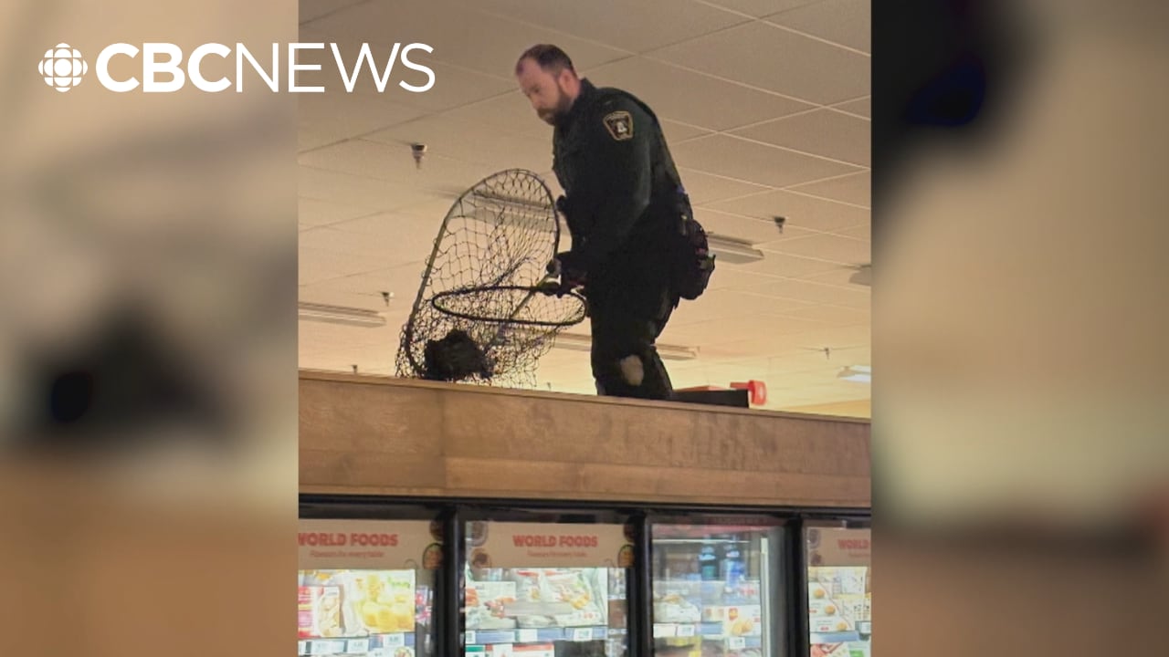 This raven made a stop, but not to shop, at Whitehorse grocery store