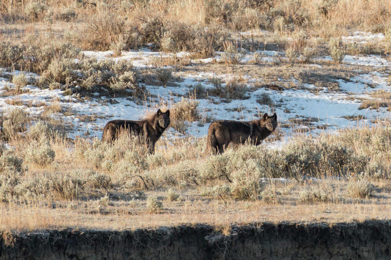 Yellowstone visitors stunned as man seemingly provokes wolf pack
