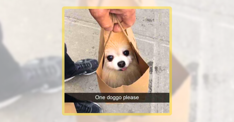 30 Silly Sweet Doggo Memes to Sip With Your Dogturday Weekend Puppuccino