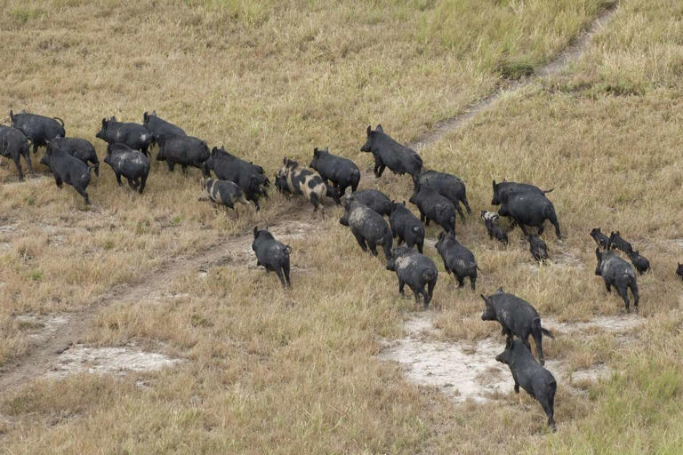 Feral hogs could fuel New World screwworm's return to Texas