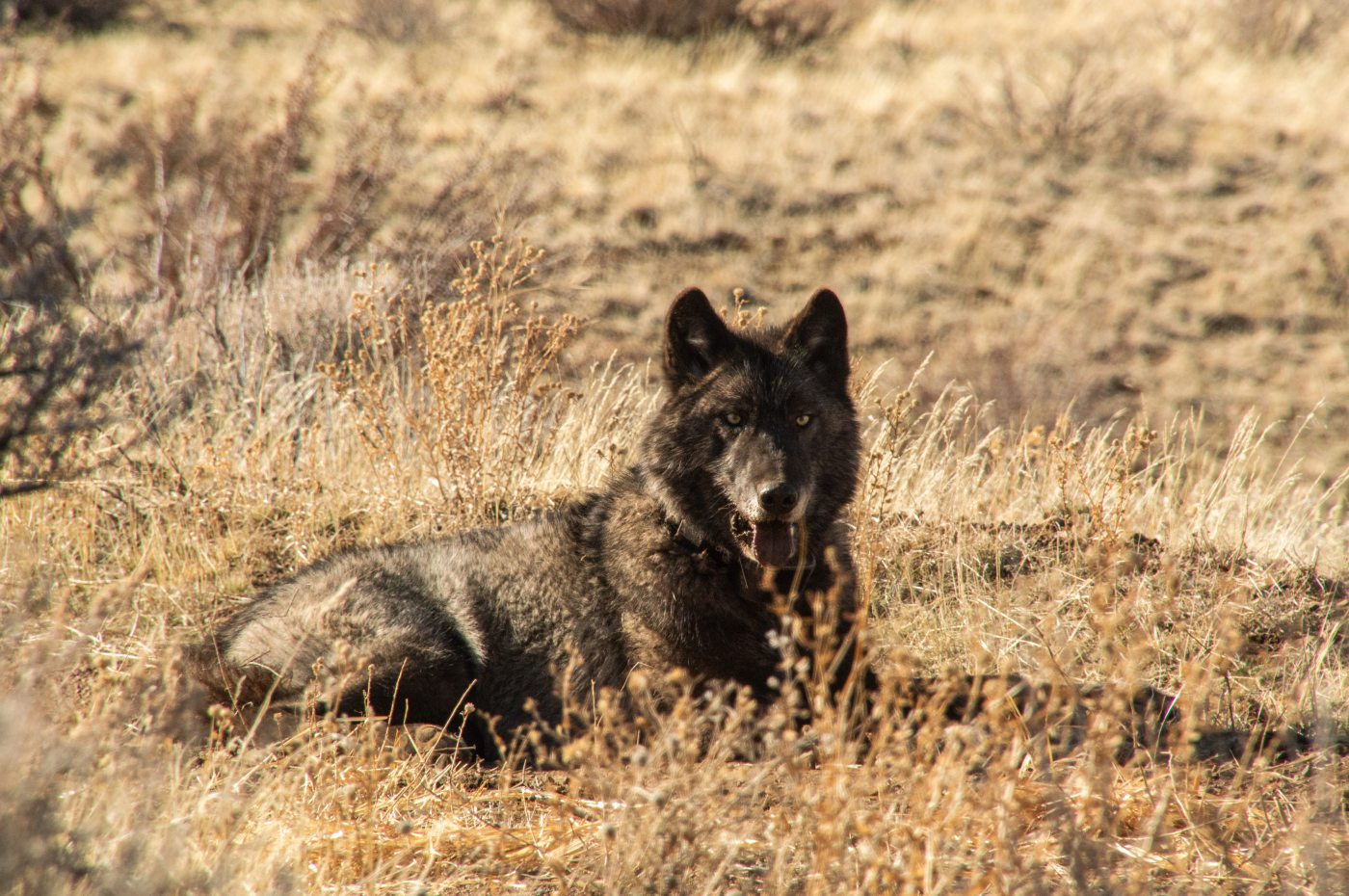How Tehama County’s wolves are tracked, and what to do if you see them