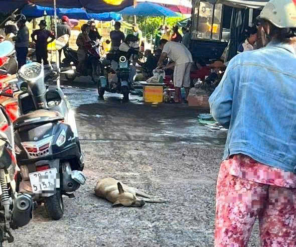 Chó hoang nghi bị bệnh dại liên tục cắn 8 người