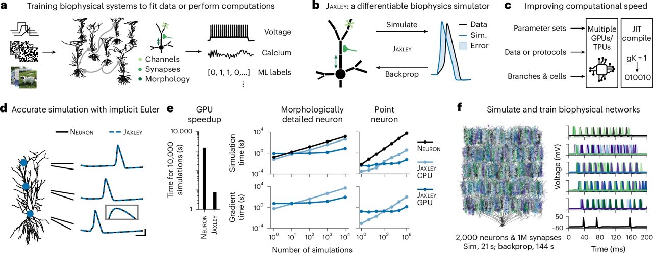 Software optimizes brain simulations, enabling them to complete complex ...