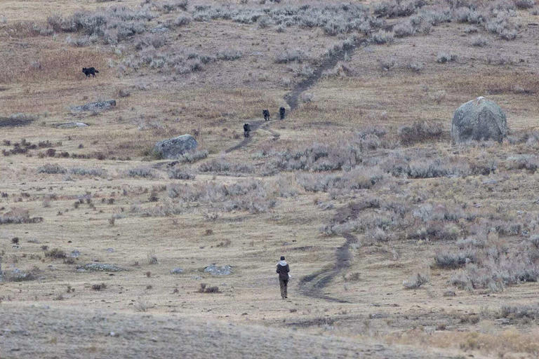 Yellowstone visitors stunned as man seemingly provokes wolf pack