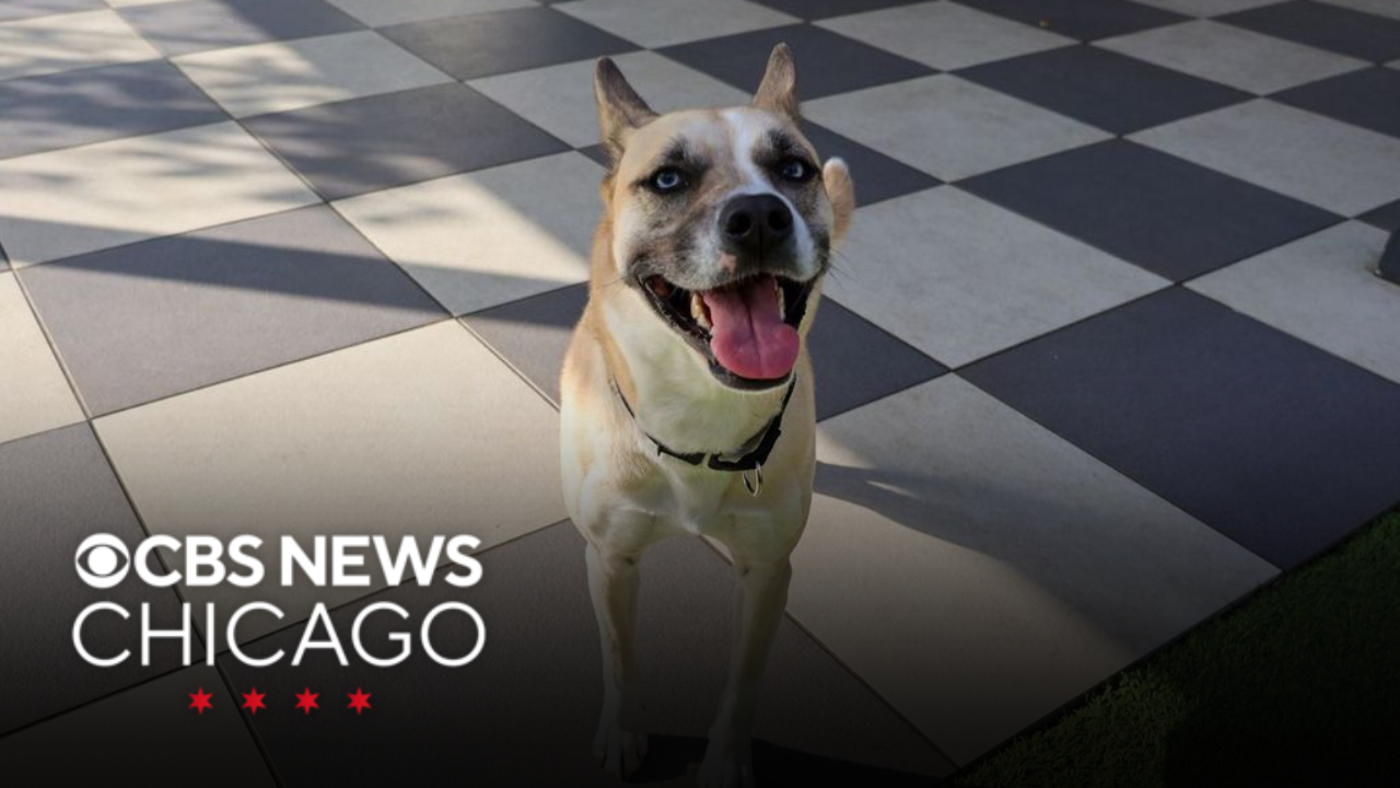 Meet Aliza, PAWS Chicago's Pet of the Week