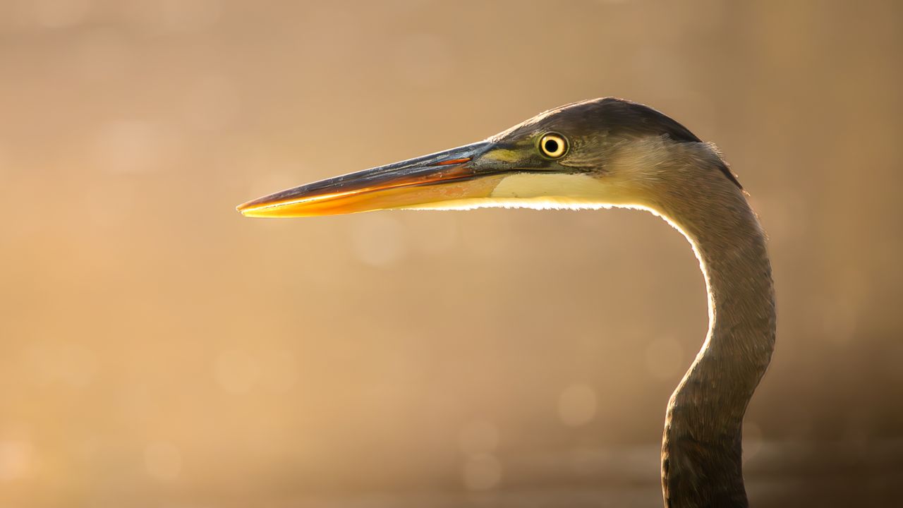 These stunning wildlife photos were shot by a 10-year-old with a bridge ...