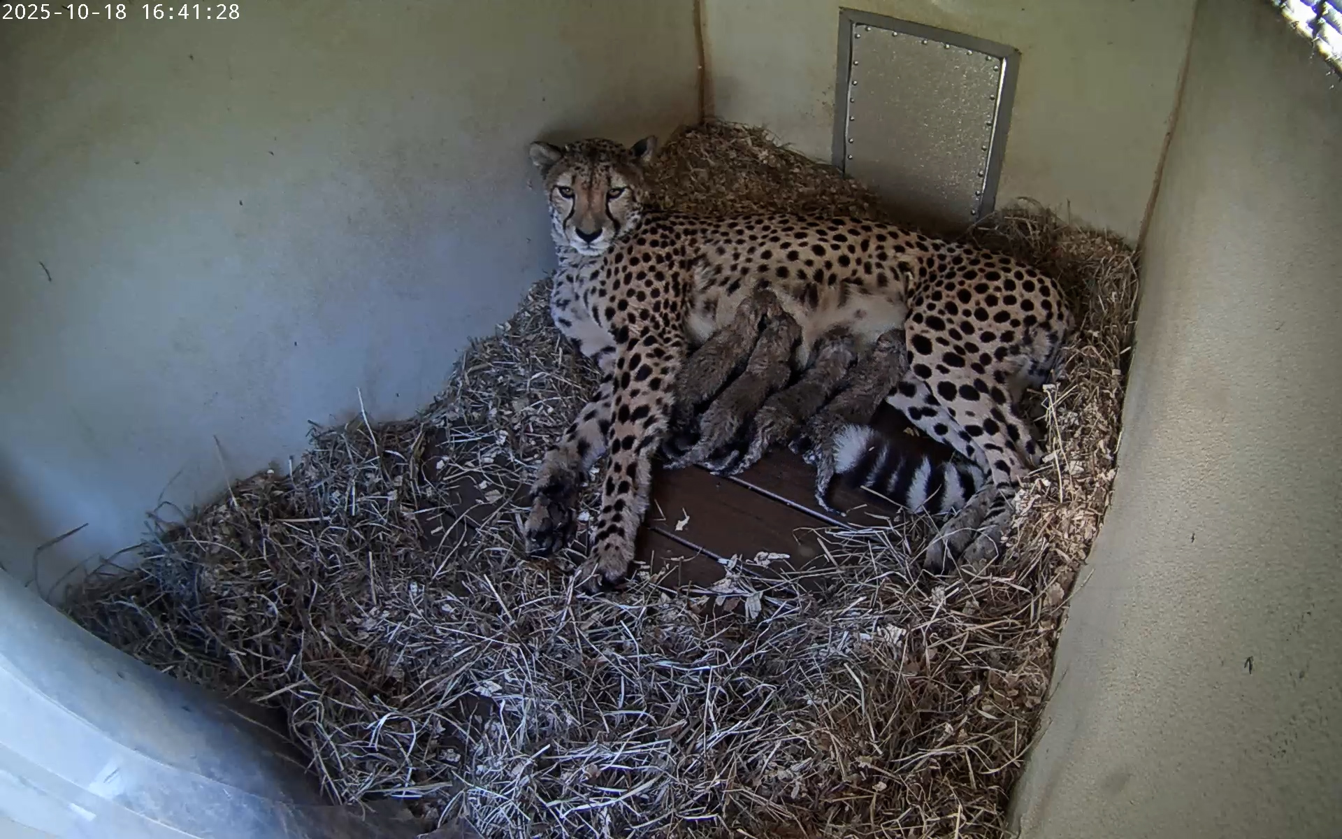 Cheetah cubs born at National Zoo's Front Royal campus during ...