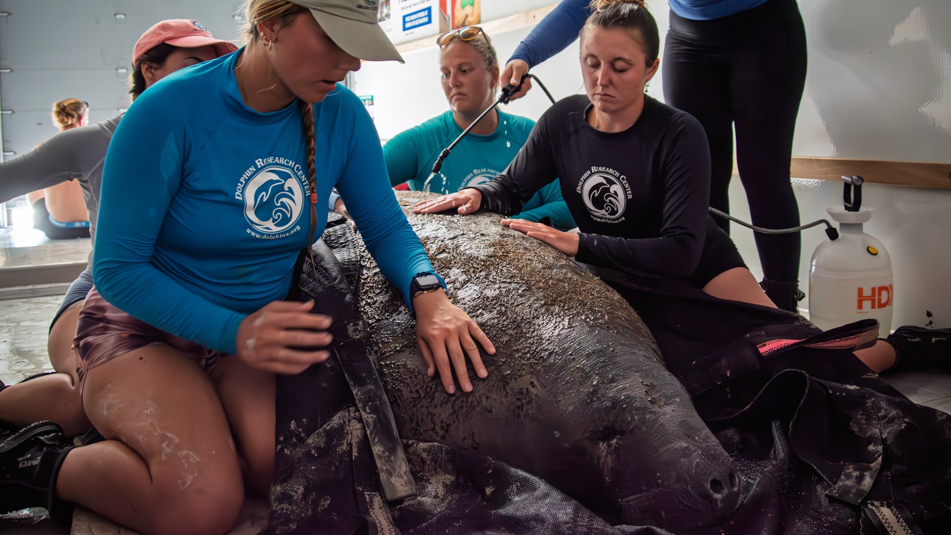 Manatee Rescued From Fire And Water Danger In Florida Keys