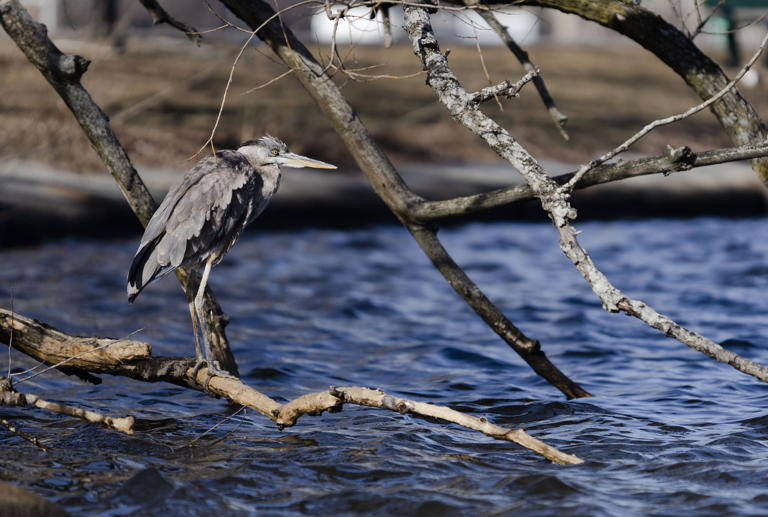 El organismo de recursos hídricos de Massachusetts pospone la decisión de verter permanentemente aguas residuales en el río Charles.
