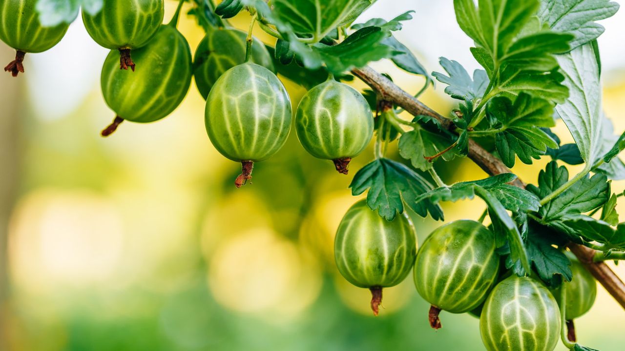 I've planted lots of bare-root fruit: here’s my top 7 to plant in November