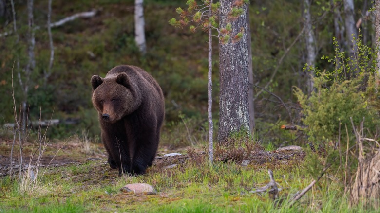Avoid Setting Up Camp Next To This Type Of Foliage To Prevent Bear ...