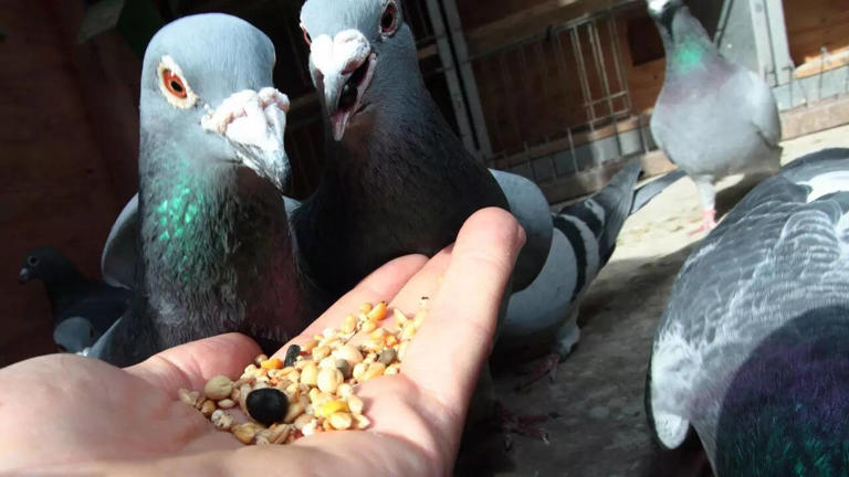 Stop feeding pigeons unknowingly: 5 natural hacks to keep them off your ...