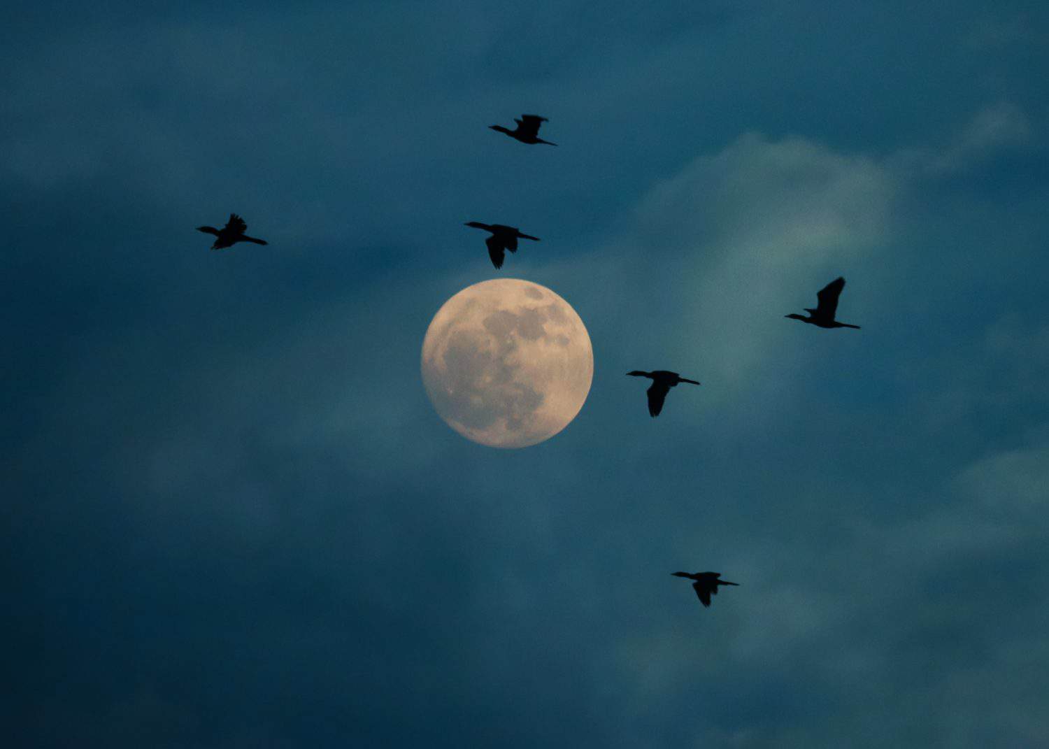 How Light Pollution Harms Migrating Birds